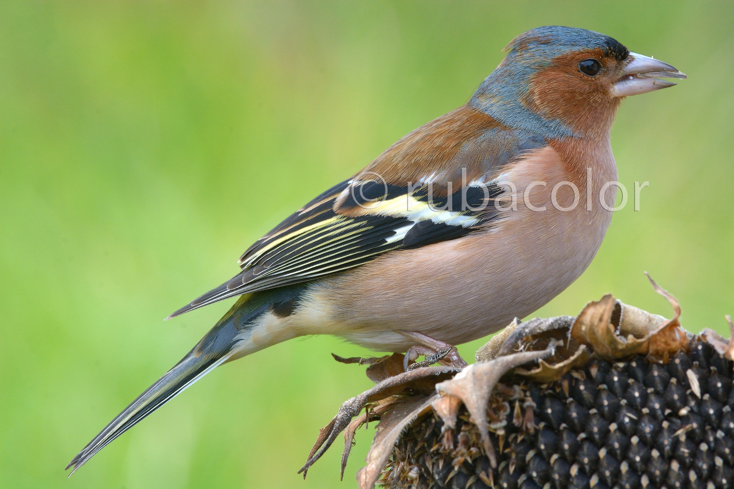 70001-70002-70003 .. just! account not more pens!