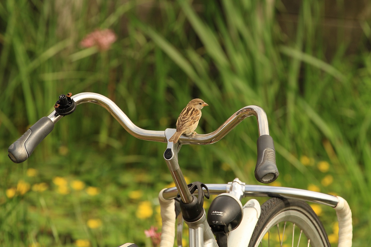 tranquillo, te la guardo io!