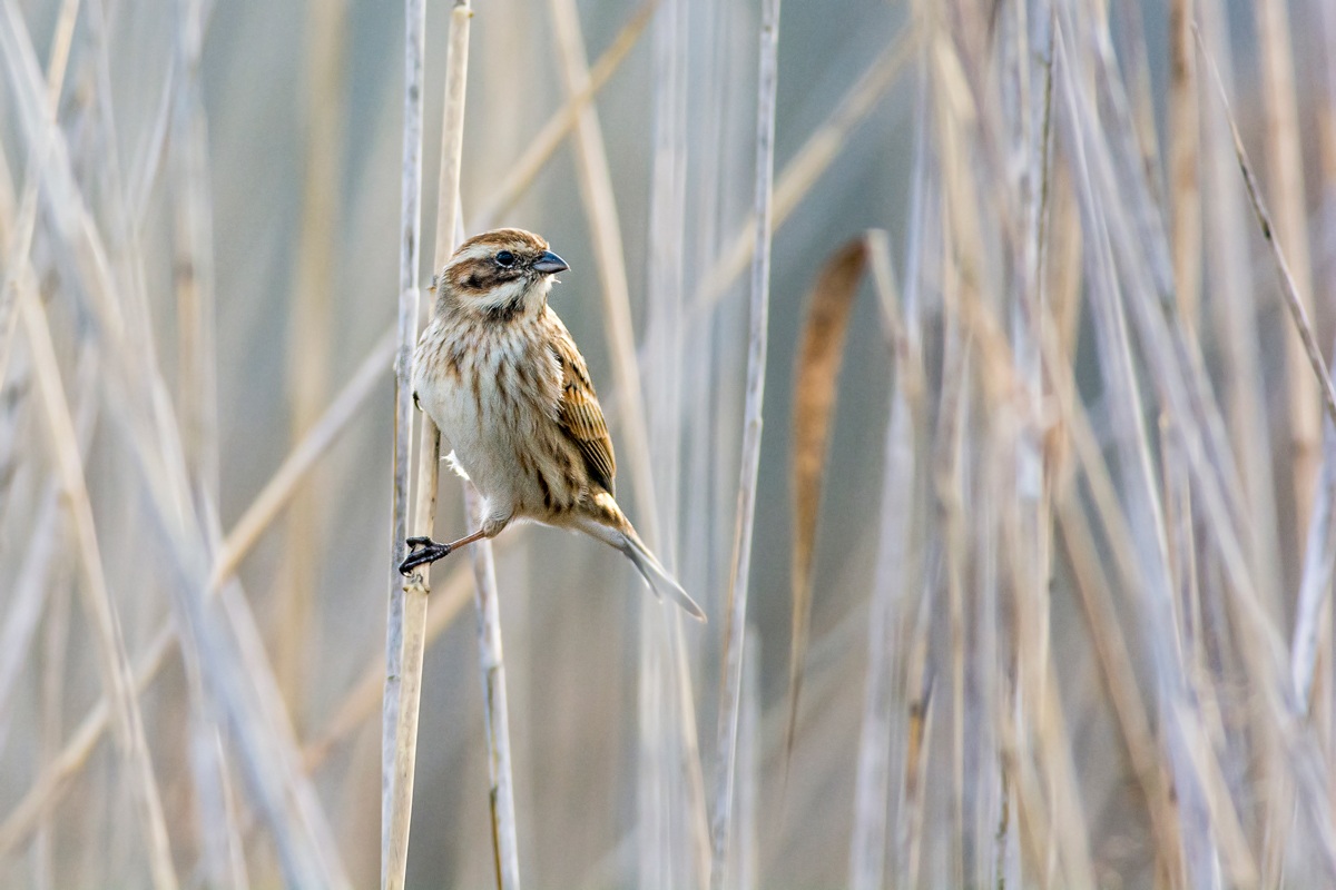 Migliarino di palude