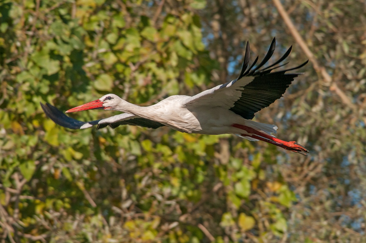 Il volo della Cicogna