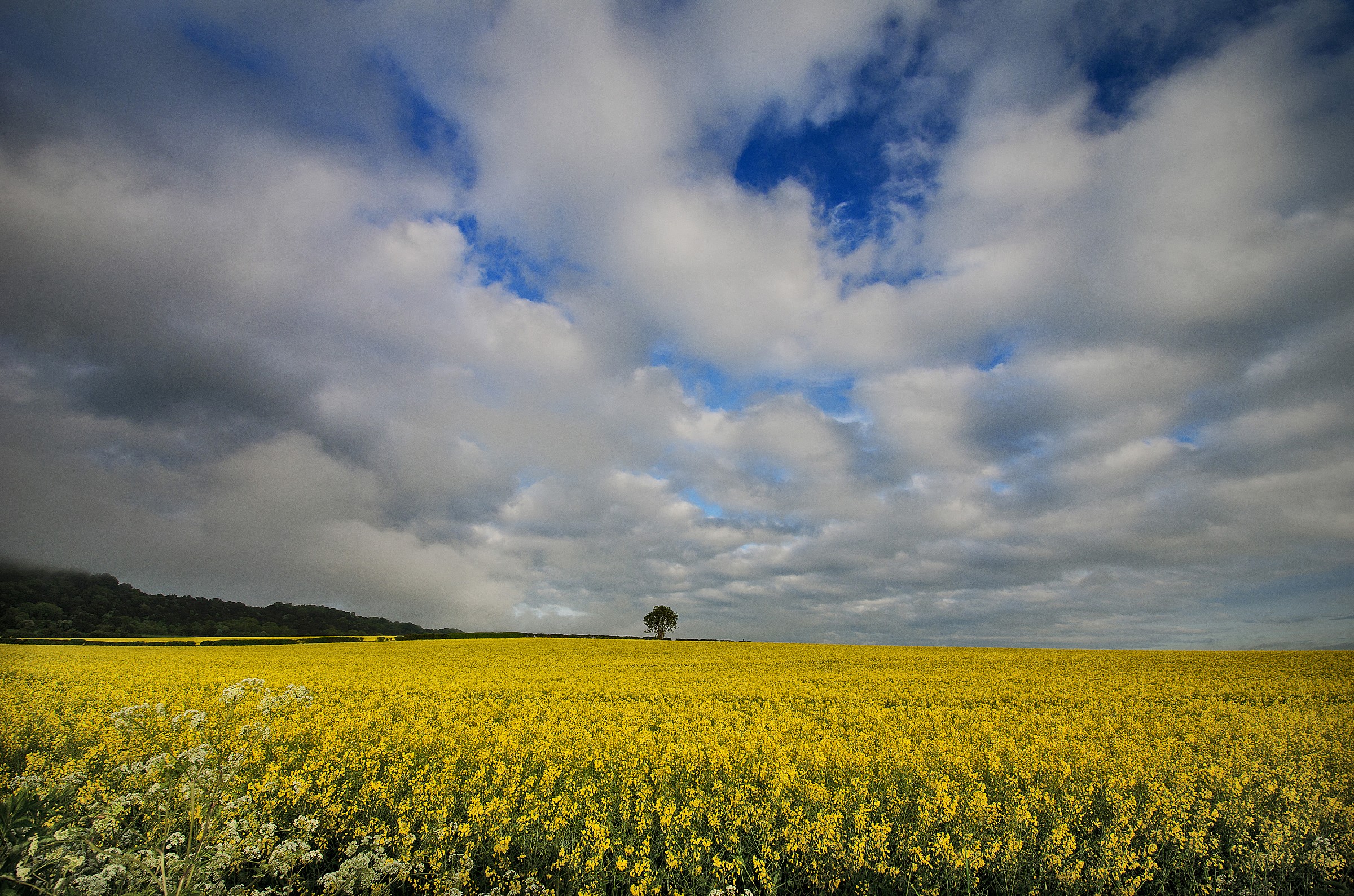 Tree in Field