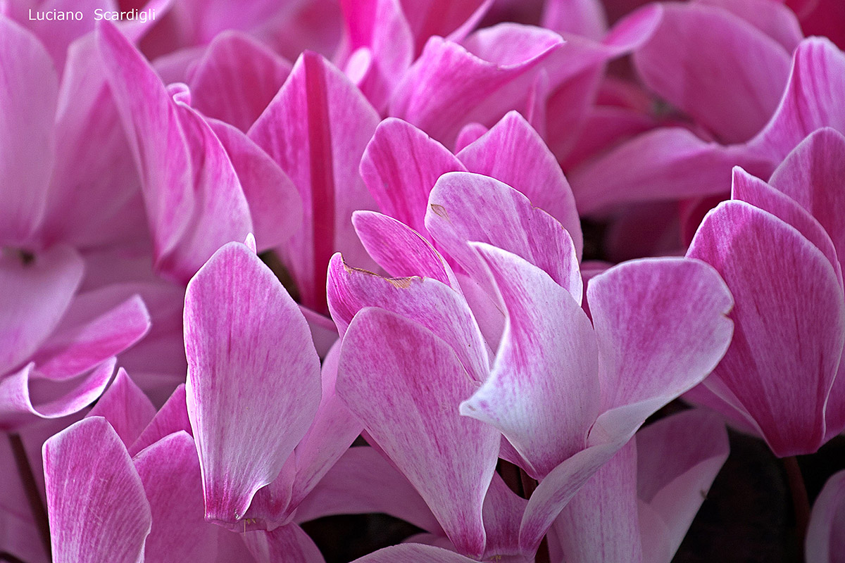 Ciclamini,MG8079
