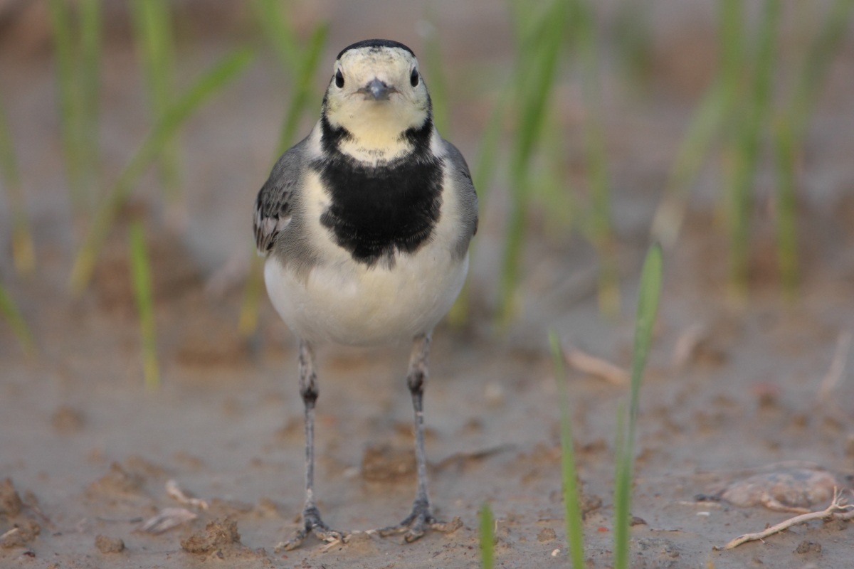White Wagtail / Motacilla Alba)