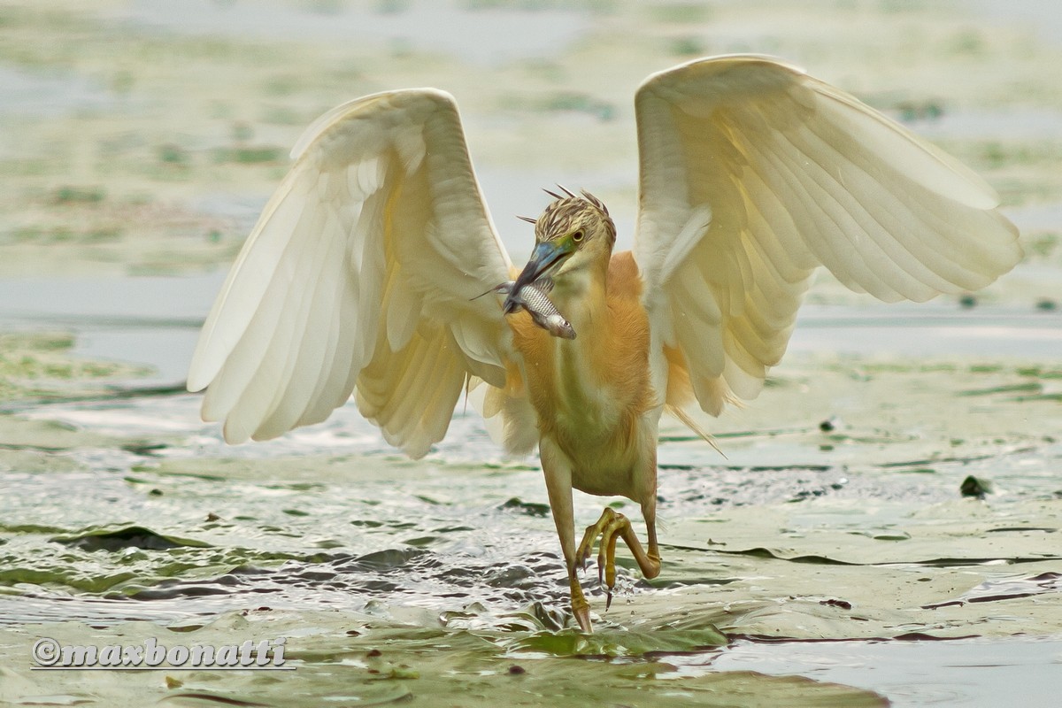Squacco (Ardeola ralloides)