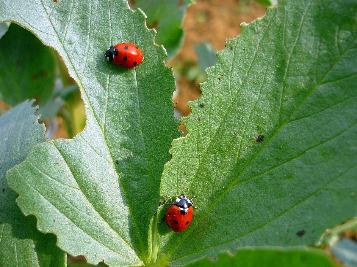 Coccinella