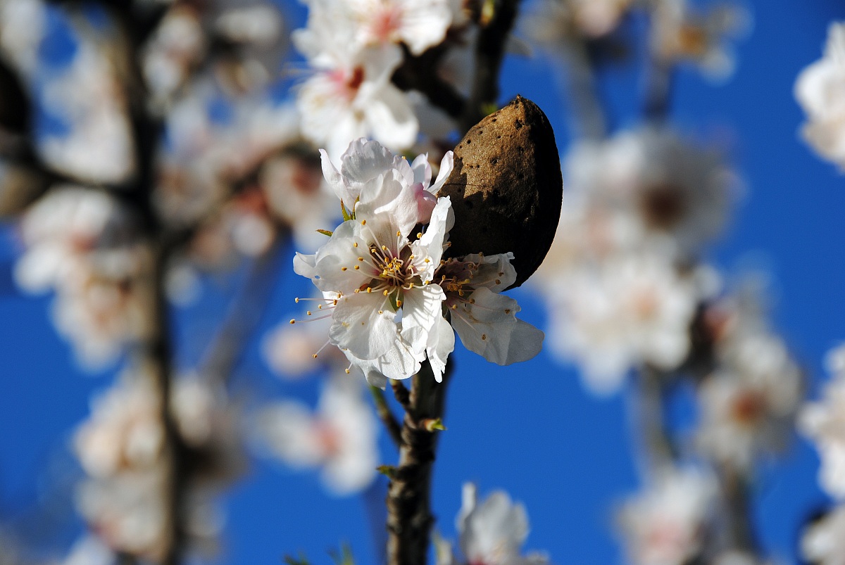 Fiore di mandorlo