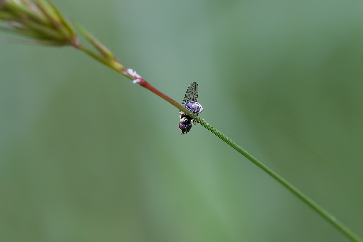 Sofro of vertiginiii!