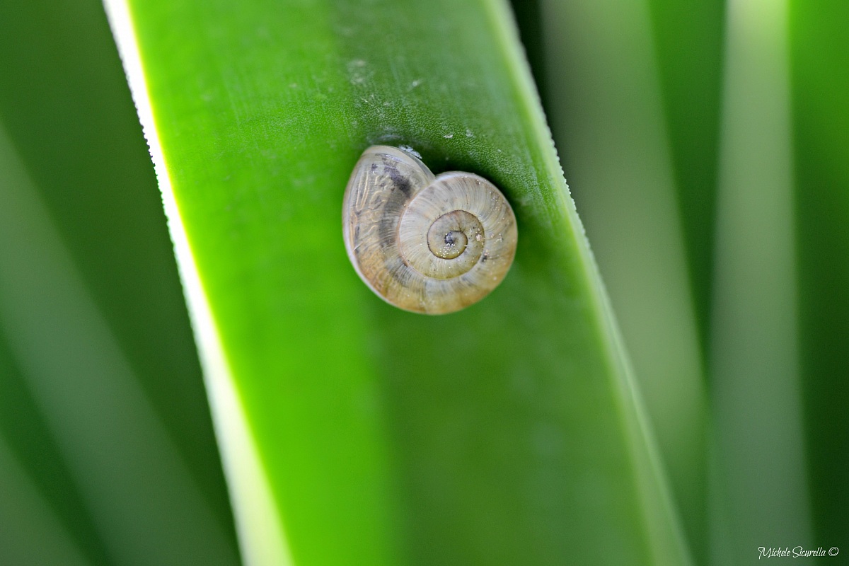 Lumaca poggiata sulla pianta grassa