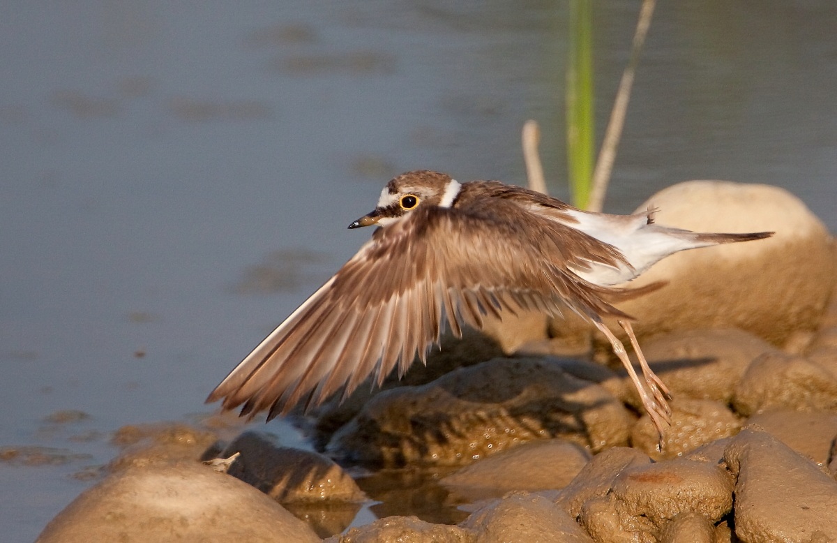 CORRIERE small (charadrius Dubius)