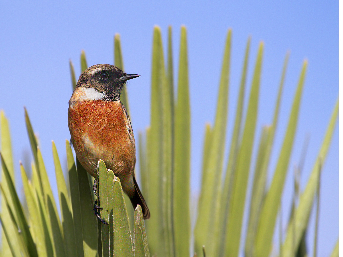 Stonechat
