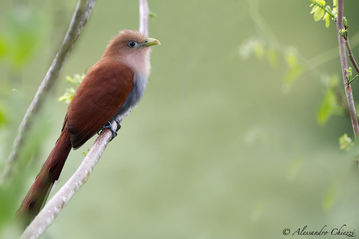 Squirrel Cuckoo cayenne