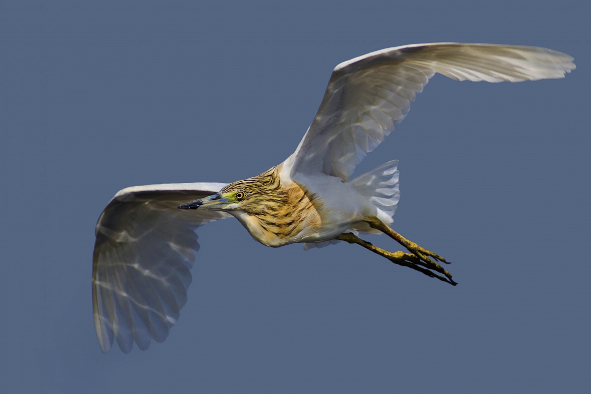 Squacco in flight
