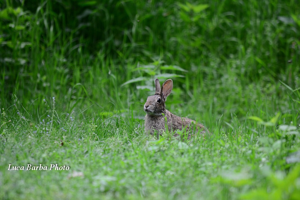 Cottontail curious ...