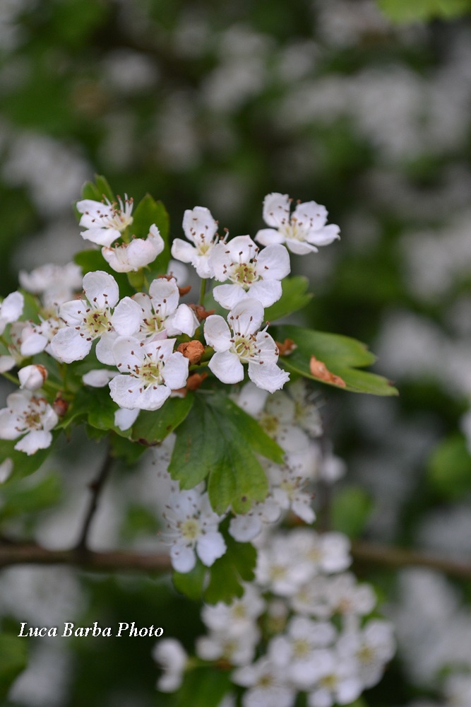 Flowering Hawthorn