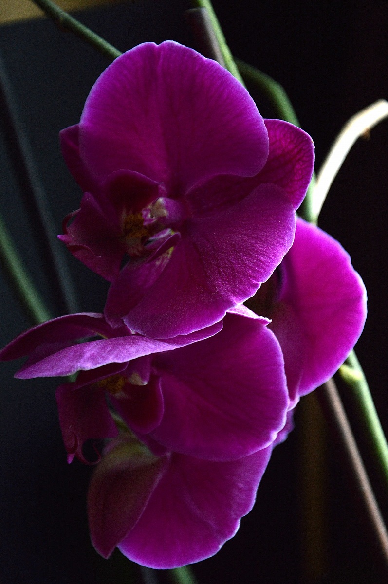 Orchidea
