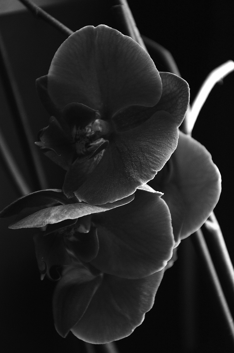 orchidea