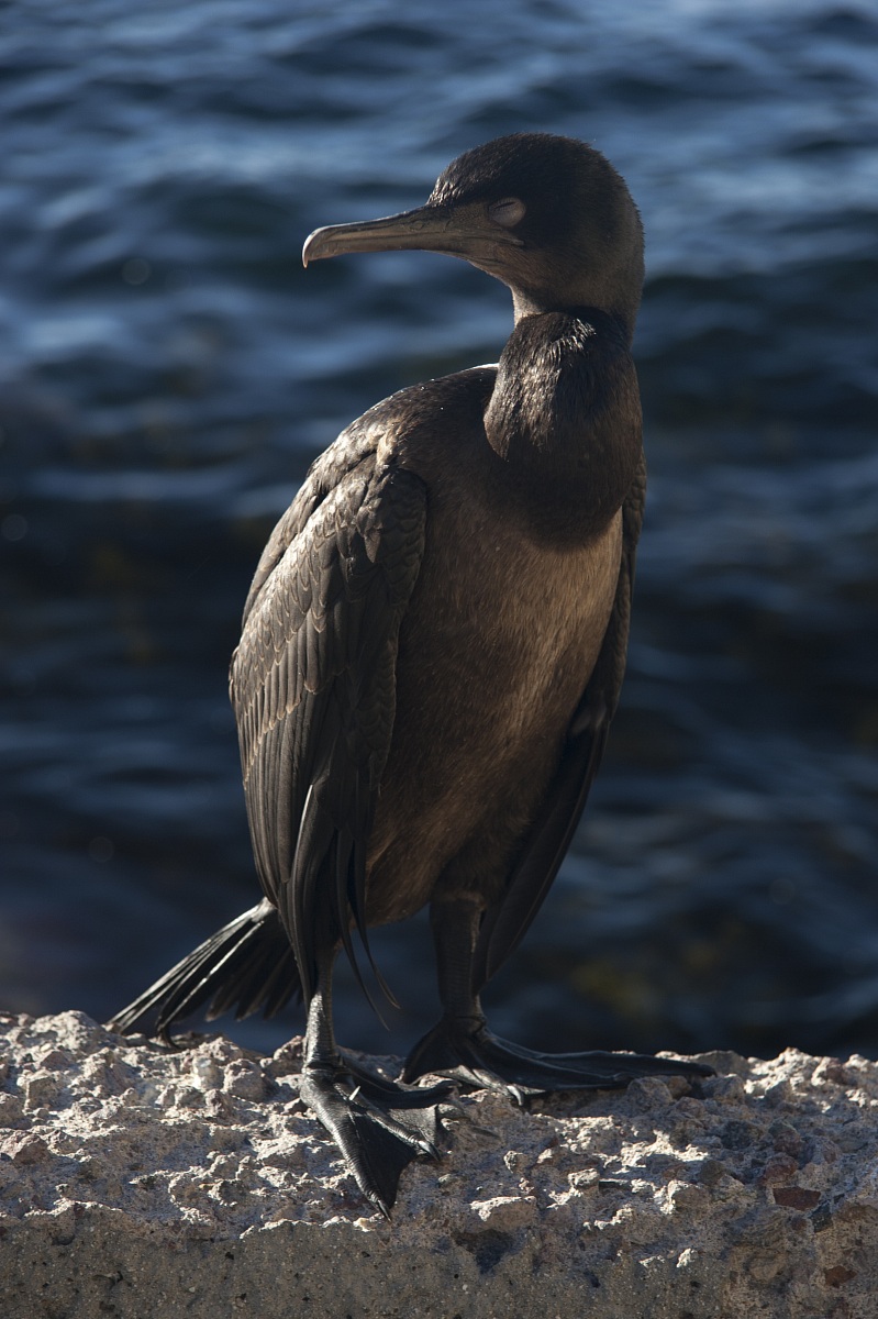 Cormoran sunbathing - Catalina Island, California