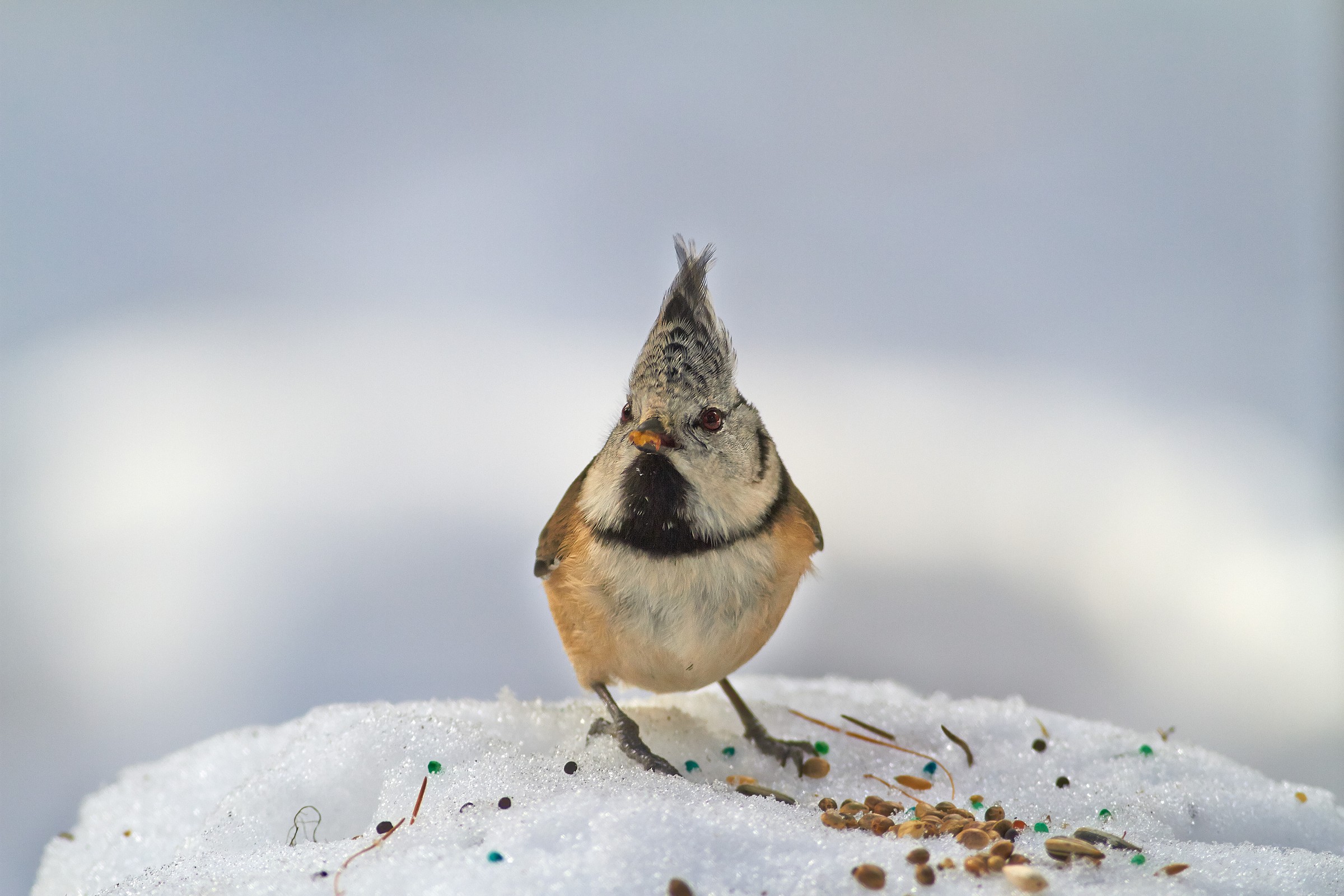 Portrait crested tit