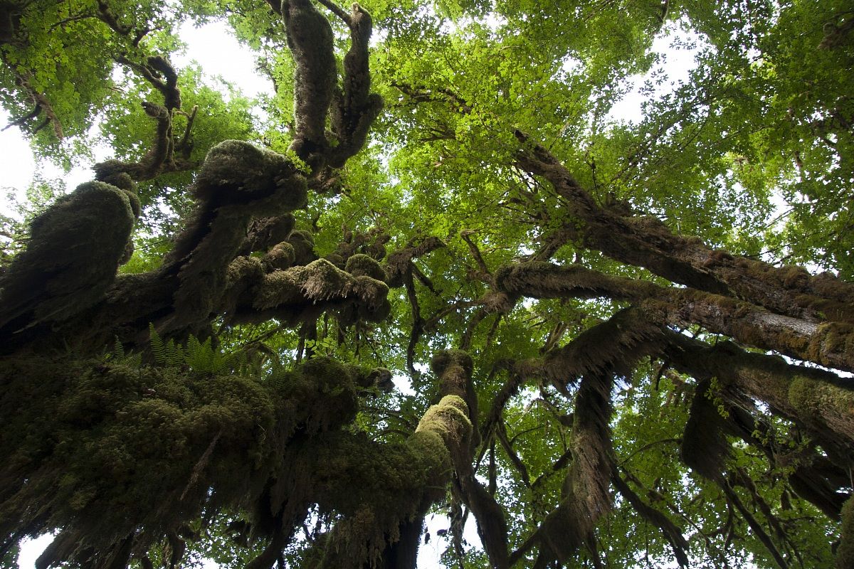 Hoh Rain Forest, Olympic National Park, Washington
