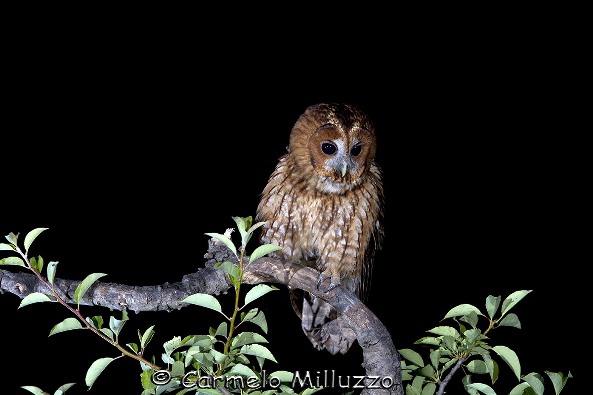Tawny Owl (Strix aluco)