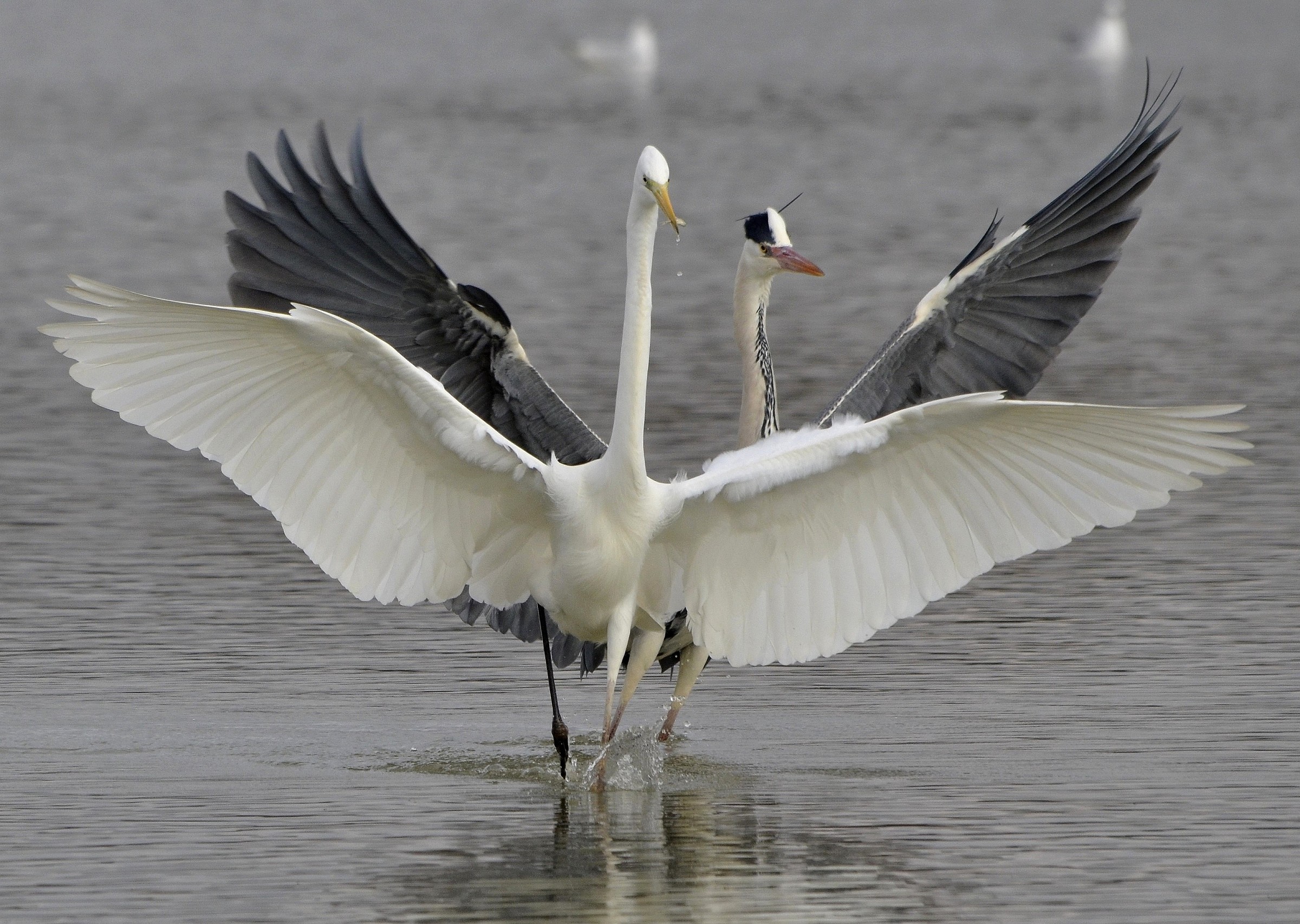 Airone Grigio con Airone bianco
