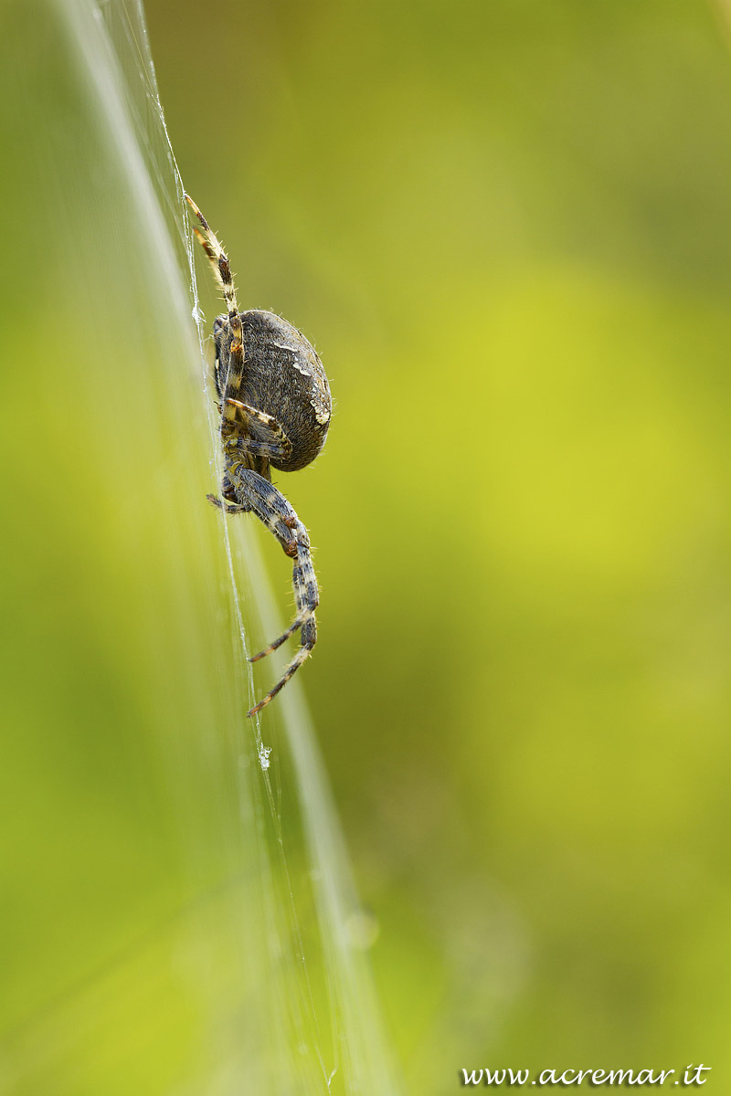 # Arachnida Araneus