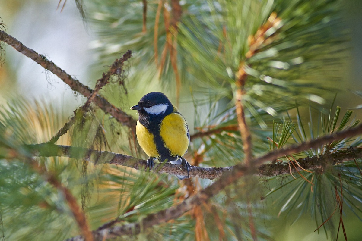 I hide in the branches