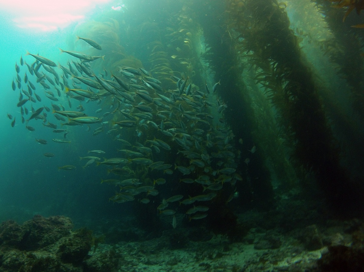 Kelp Forest Diving - Catalina Island, California