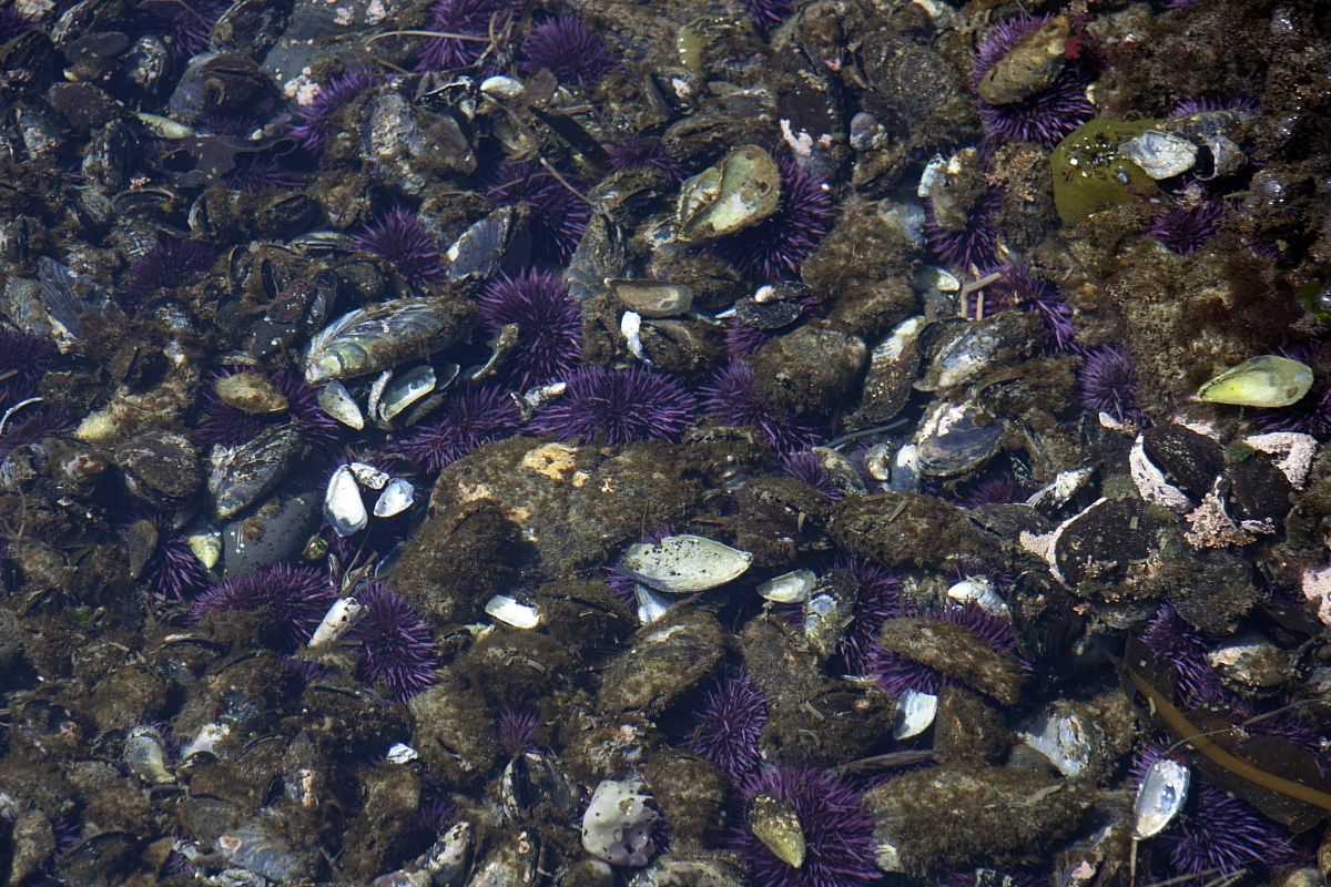 Sea Urchins in Tidal Pool - Oregon Coast