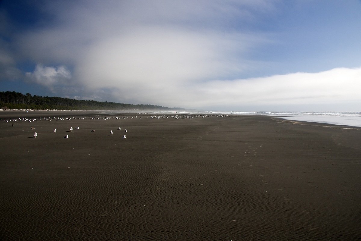 Kalaloch Beach - Olympic National Park - Washington