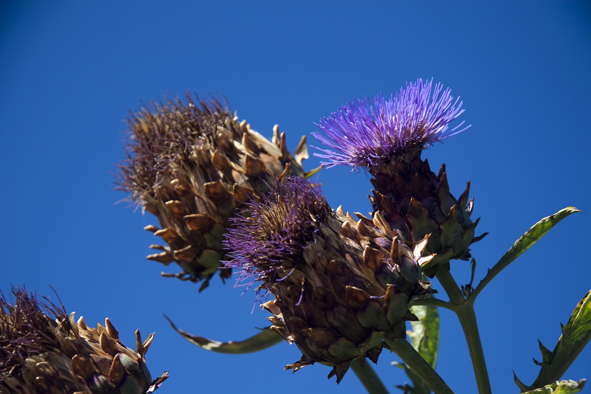 Flowers, Roche Harbor, San Juan Island, Washington