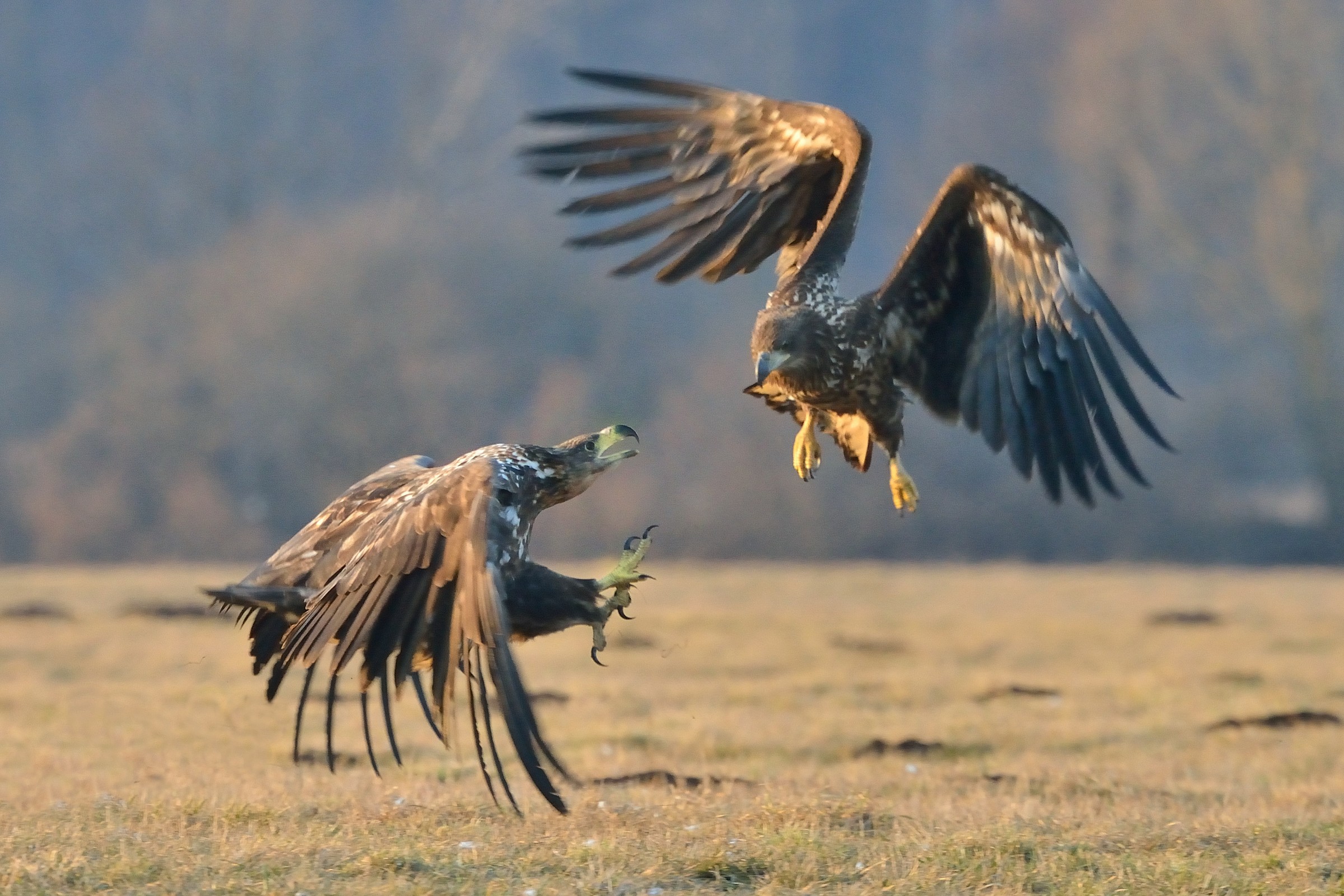 la lotta - aquile di mare