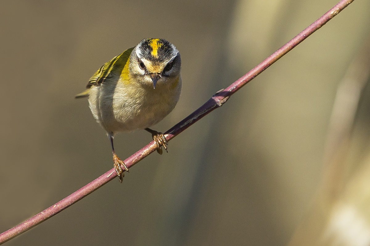 Firecrest