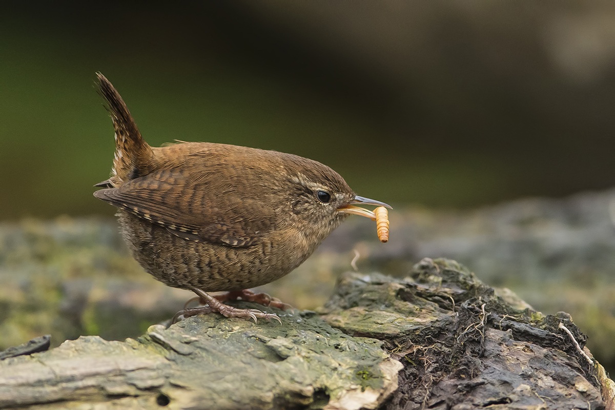 Scricciolo con larva