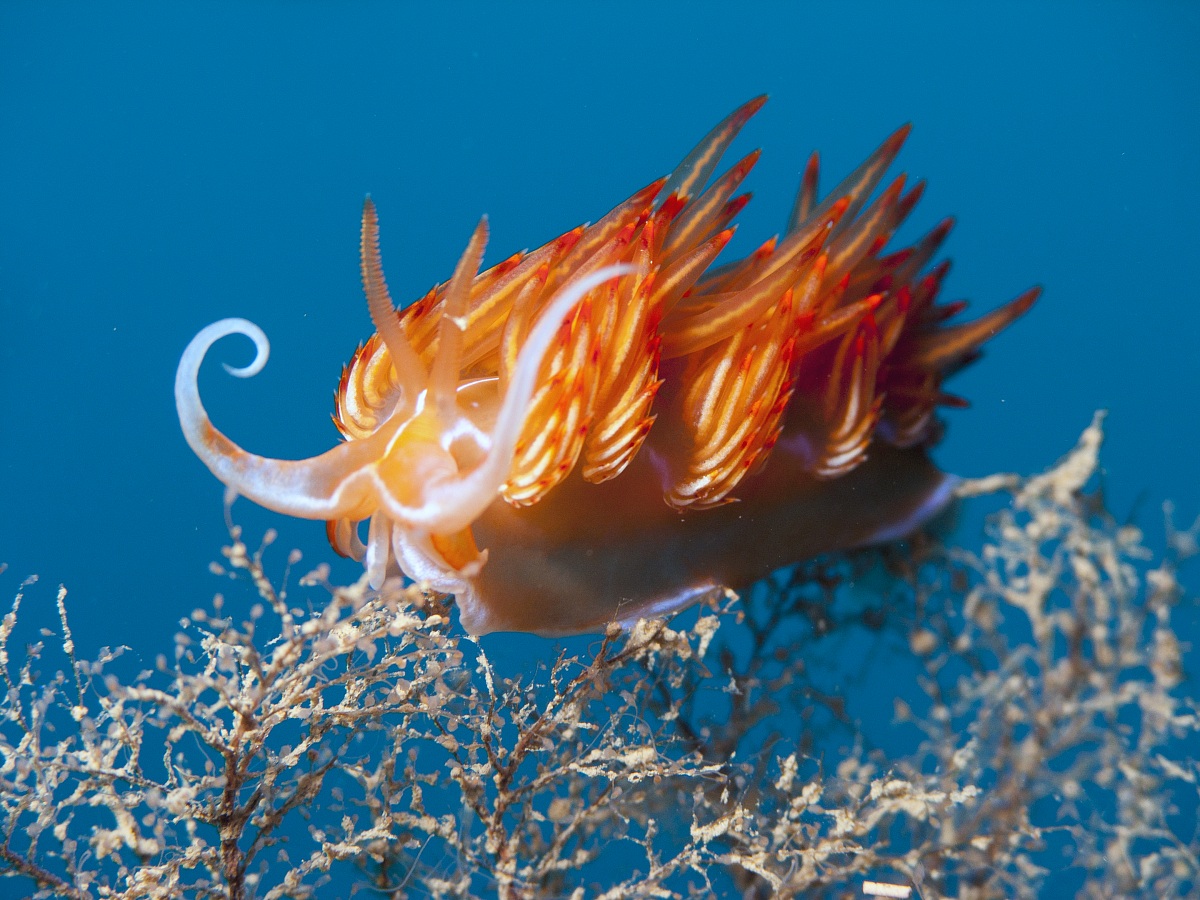 Dondice banyulensis nudibranch - Elba Island, 2013