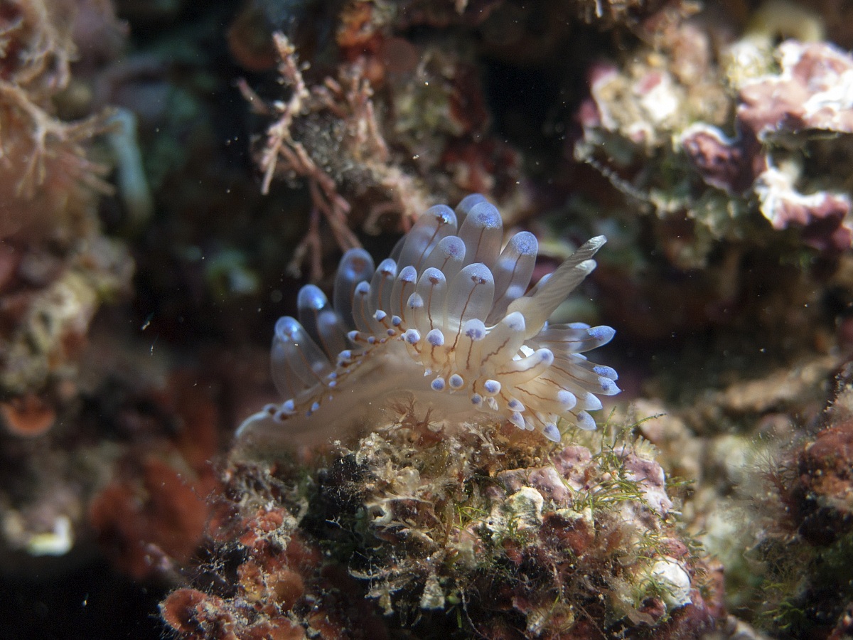 Janolus cristatus nudibranch - Elba Island, 2013