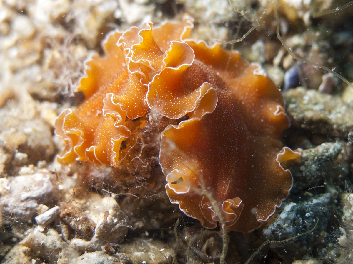Yungia aurantiaca flat warm - Elba Island, 2013