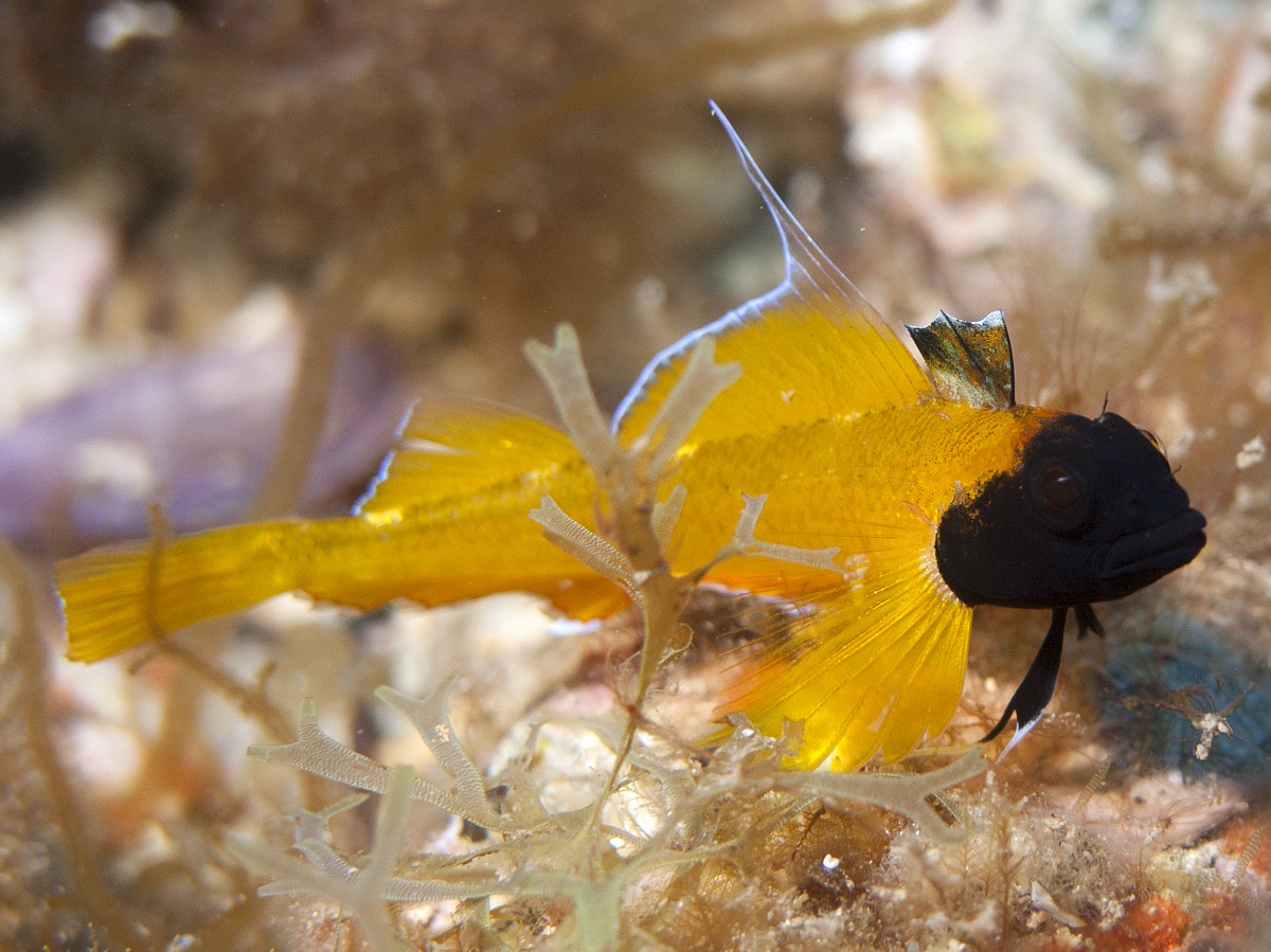 Black-faced blenny (Tripterygion delaisi) - Elba Island
