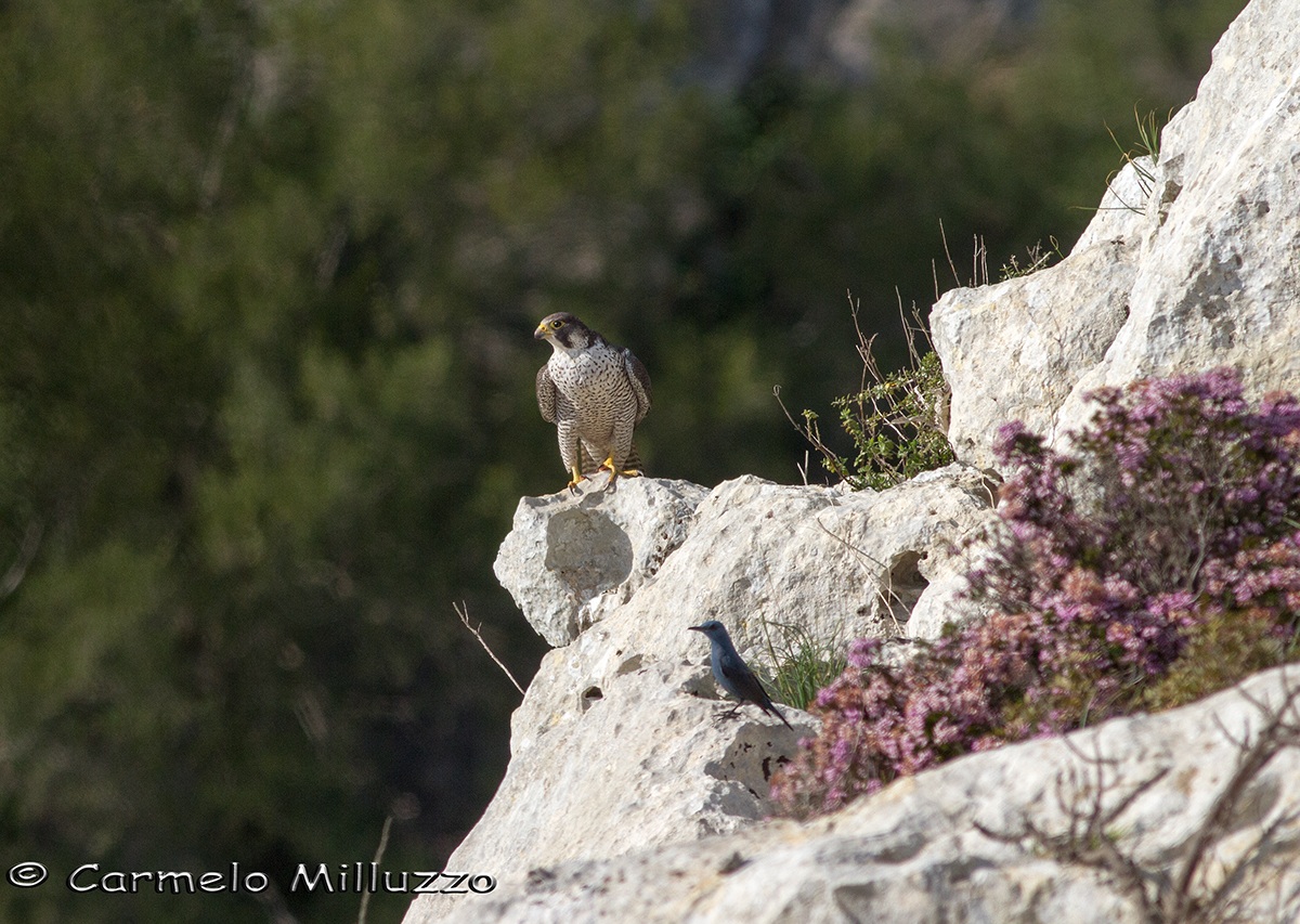 Il Pellegrino e il Solitario