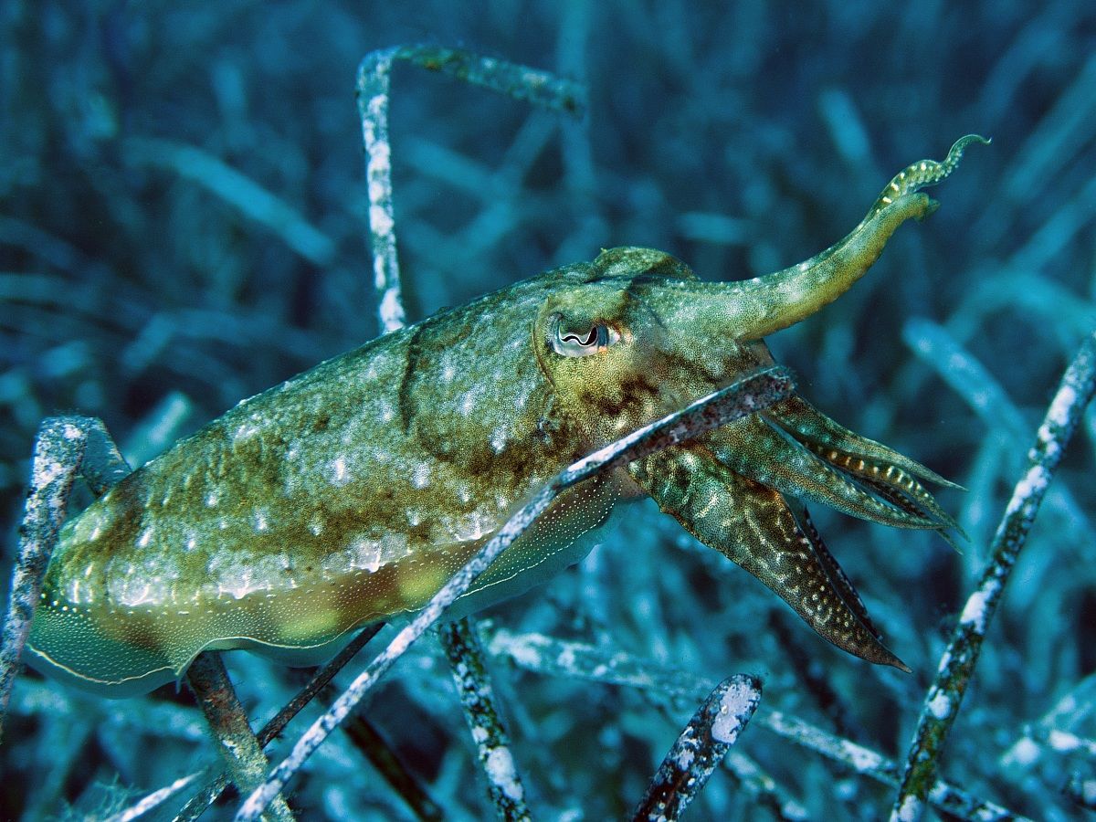 Common cuttlefish (Sepia officinalis) - Capraia Island
