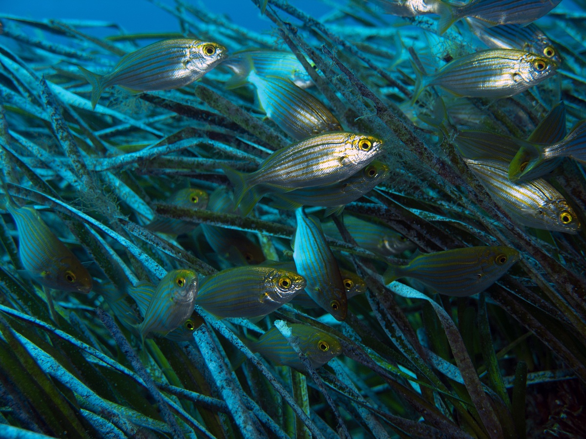 Salema porgy (Sarpa salpa) school - Capraia Island 2013
