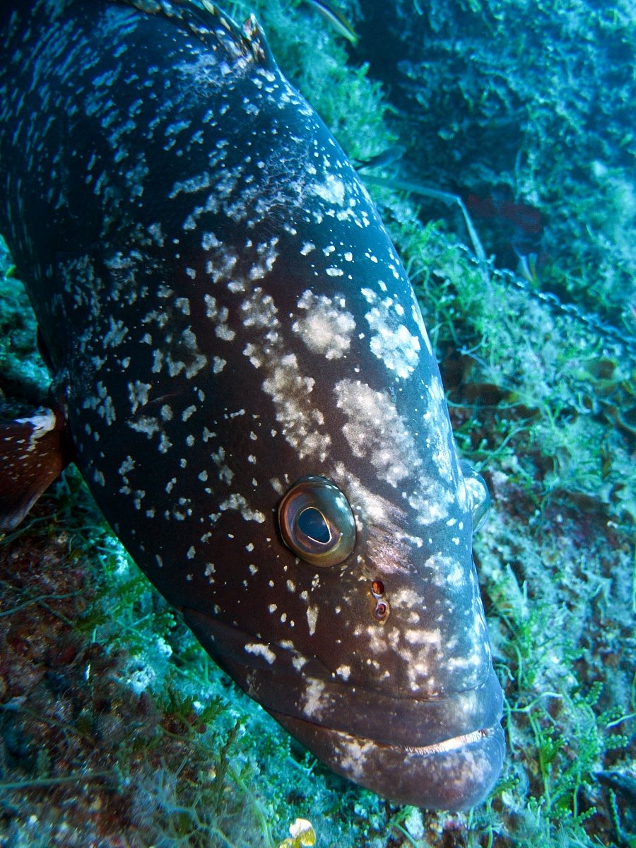 Dusky grouper (Epinephelus marginatus), Capraia Island