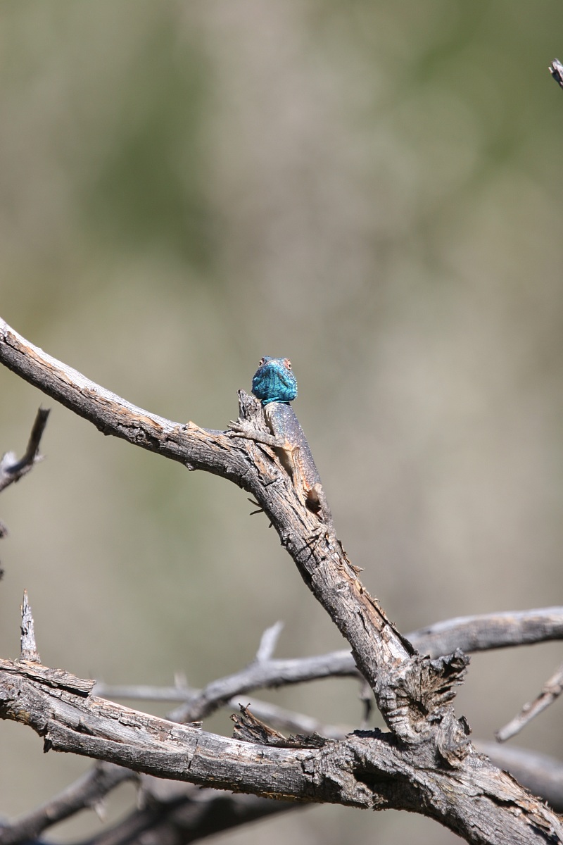 che guardi?? mai visto un'Agama?