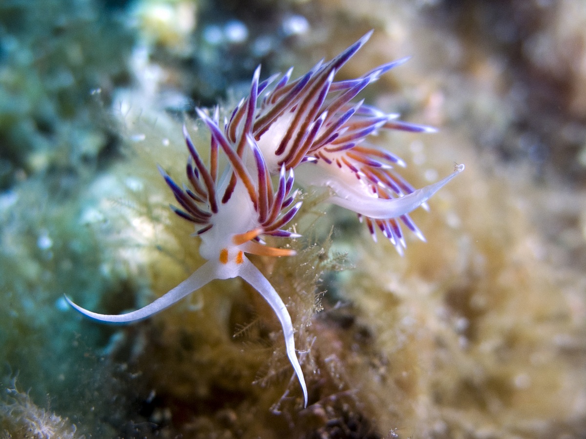 Cratena farfetched nudibranch - Elba Island, 2011