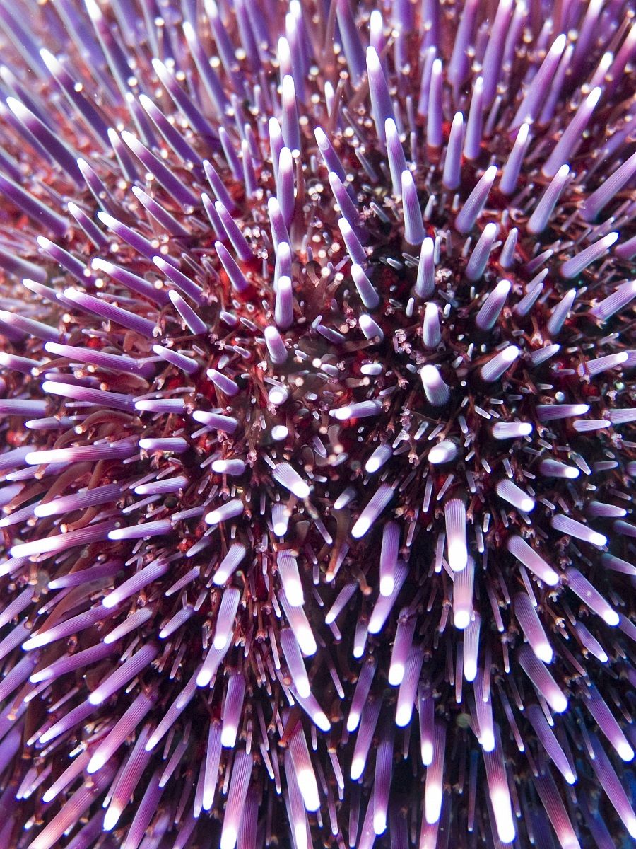 Purple sea urchin (Sphaerechinus granularis), Elba Isl