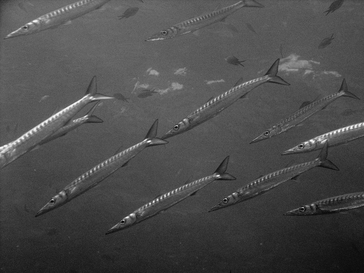Yellowmouth barracuda (Sphyraena viridensis), Elba Isl