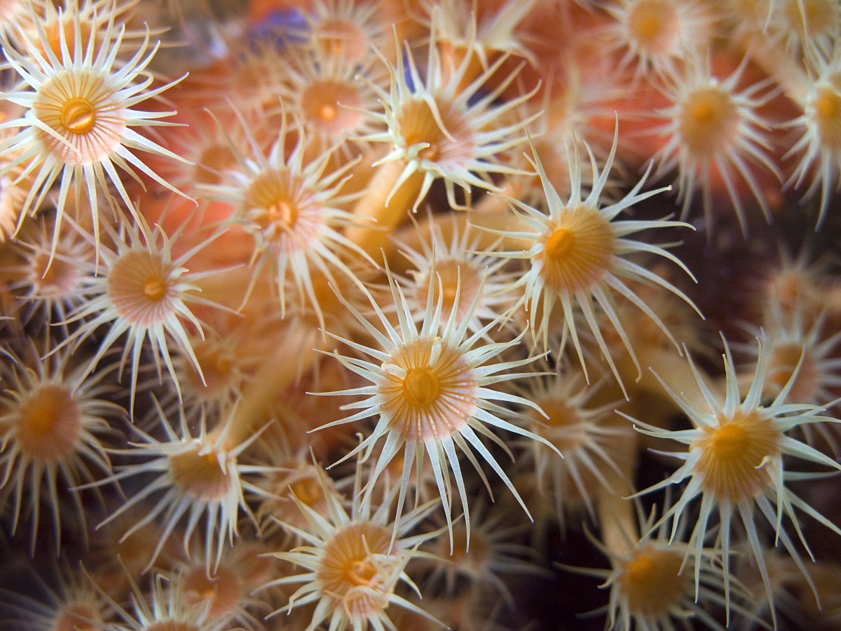 Yellow cluster anemones (Parazoanthus axinellae), Elba