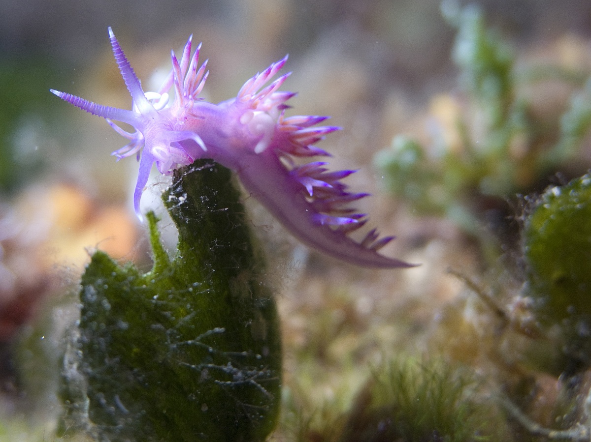 Flabellina affinis nudibranch - Elba Island, 2011