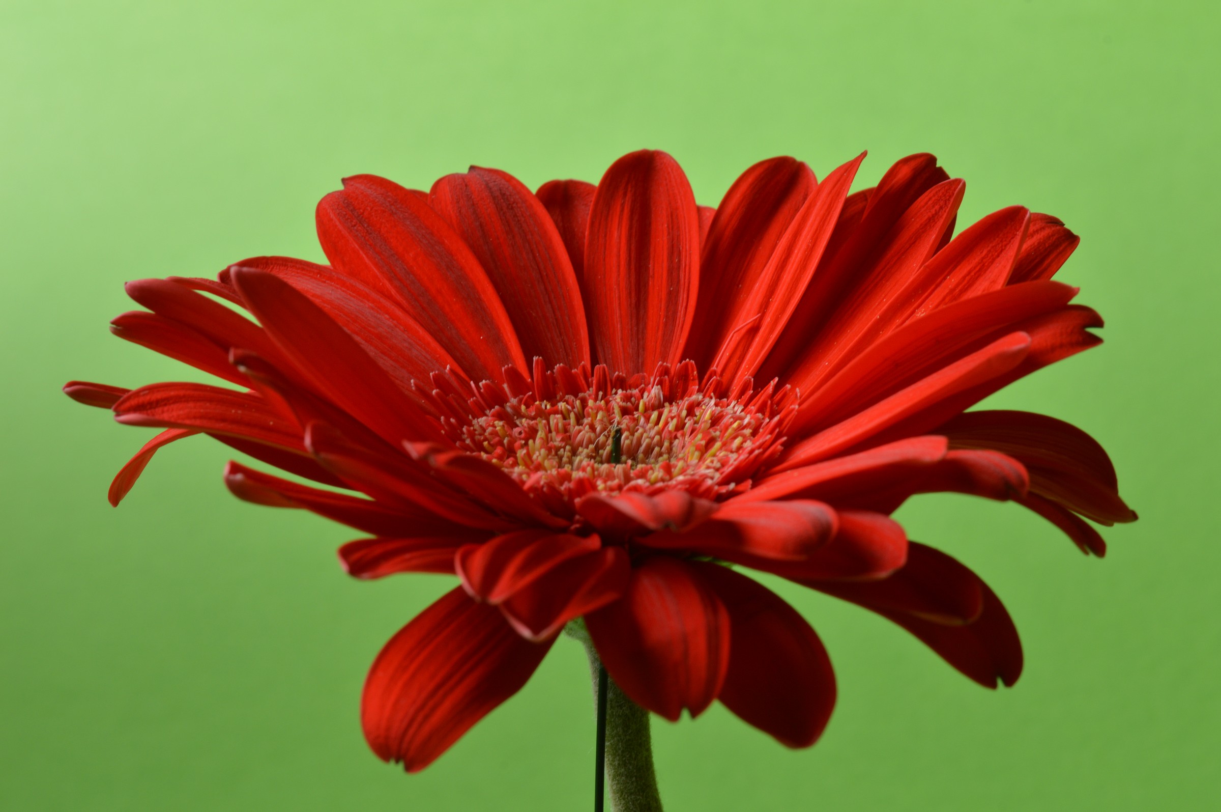 gerbera 1