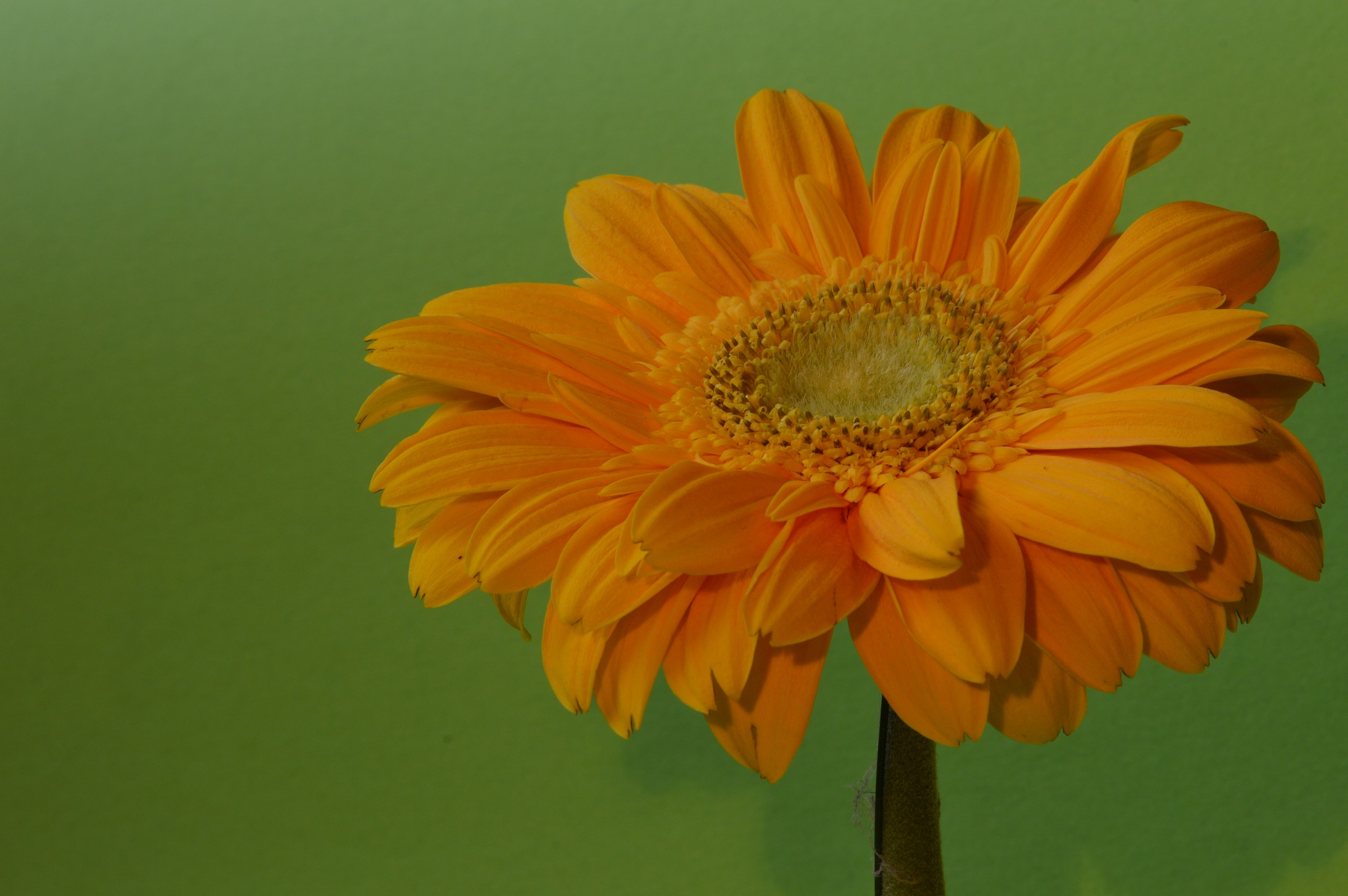 gerbera 2